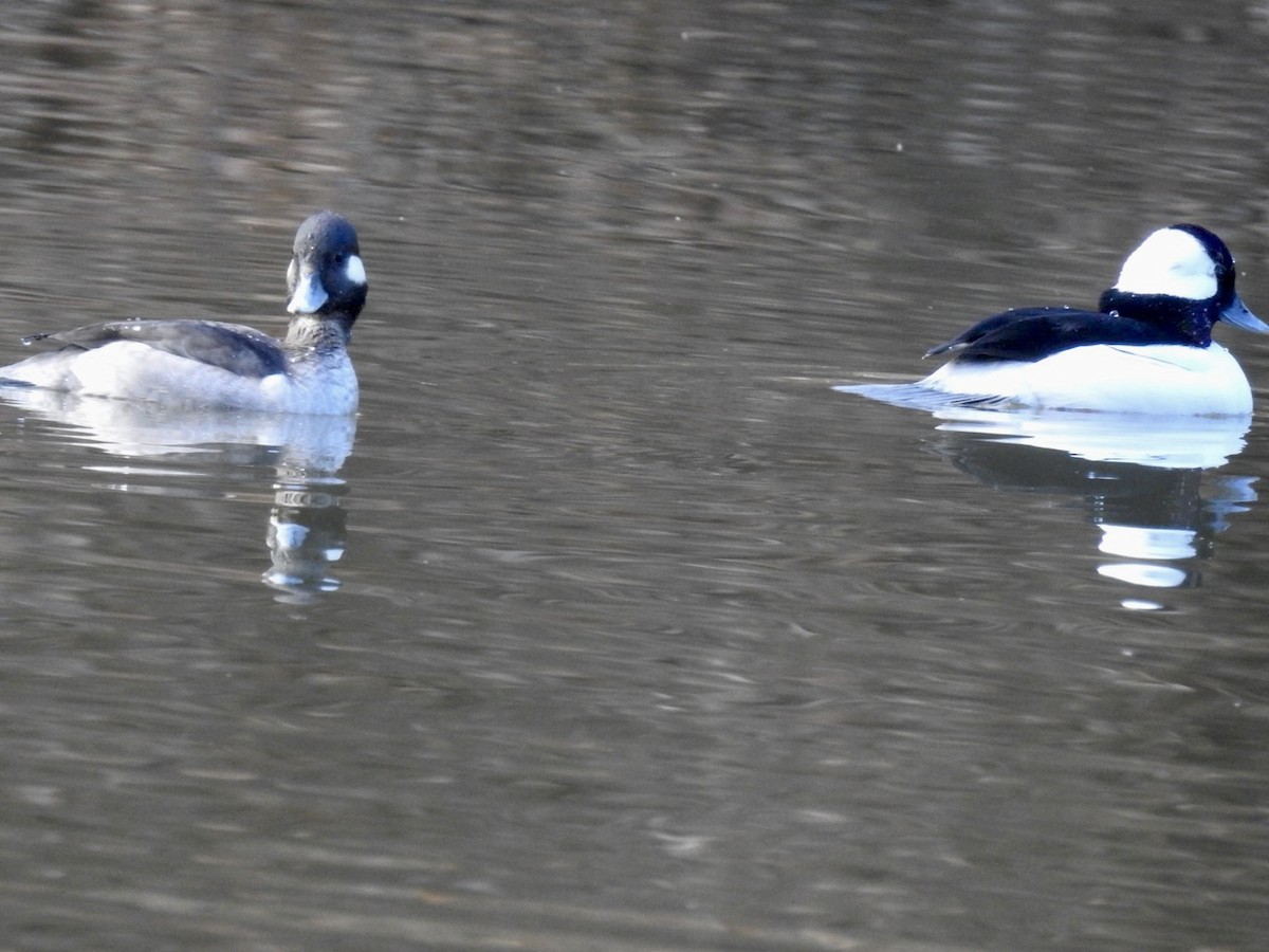 Bufflehead - ML530043381