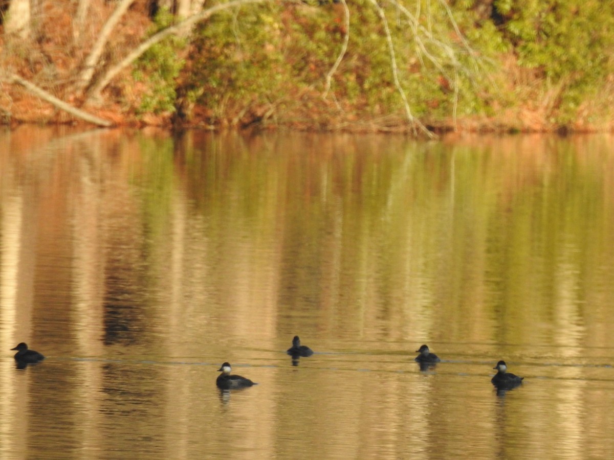 Ruddy Duck - ML530043481