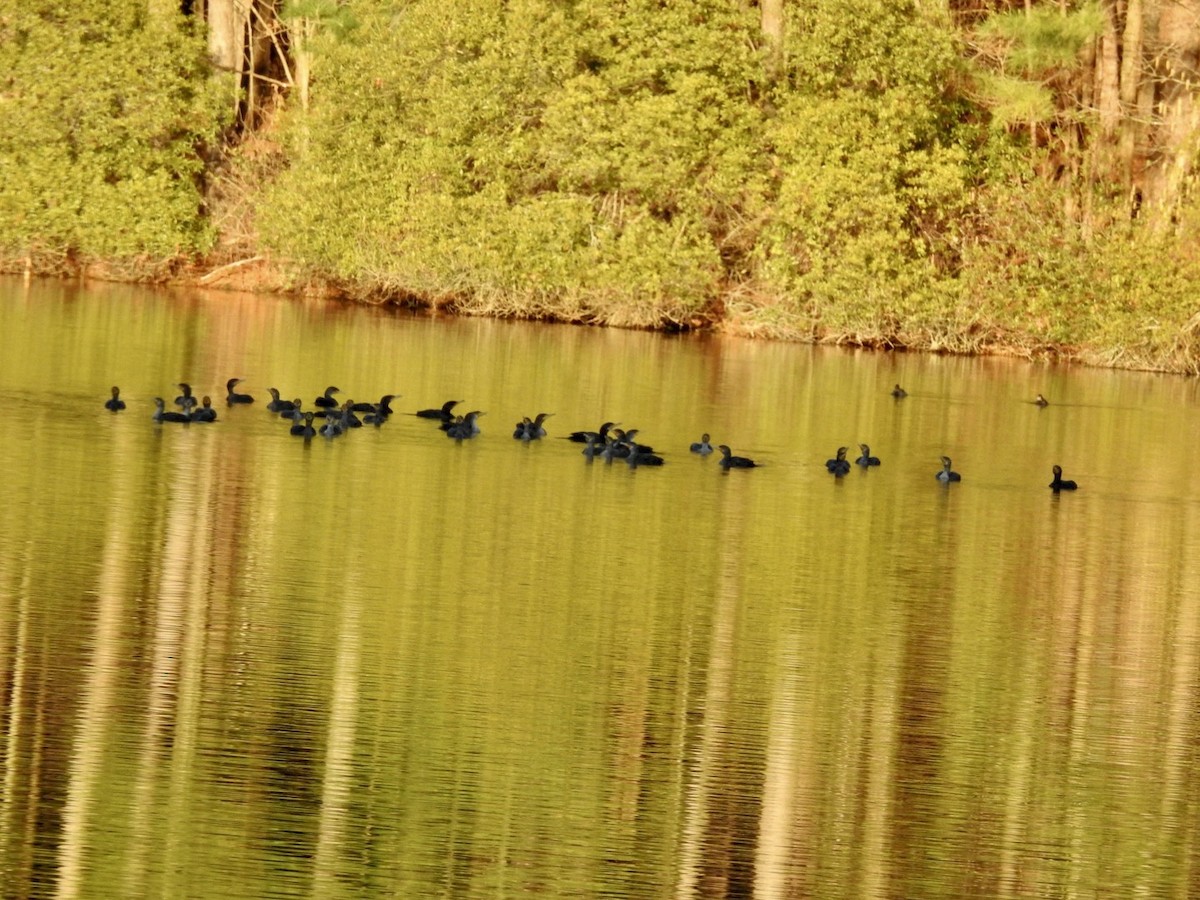 Double-crested Cormorant - ML530043561