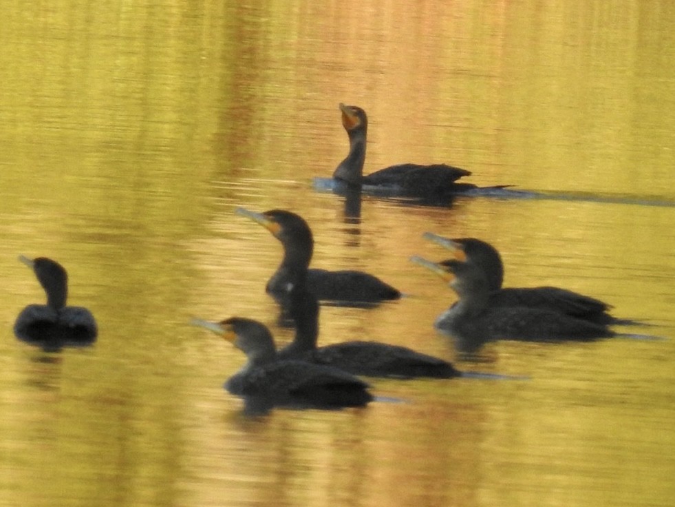 Double-crested Cormorant - ML530043581