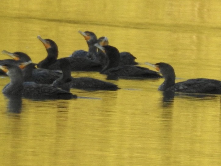 Double-crested Cormorant - ML530043621