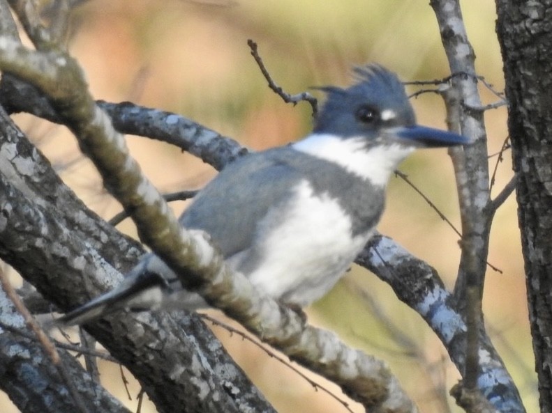 Belted Kingfisher - ML530043671