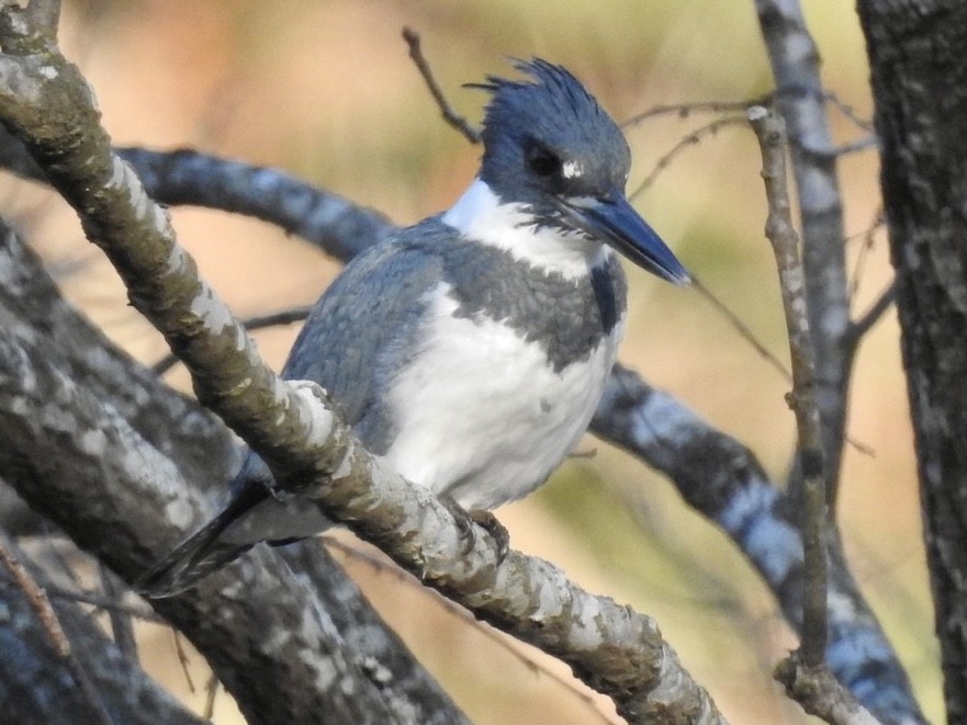 Belted Kingfisher - ML530043681