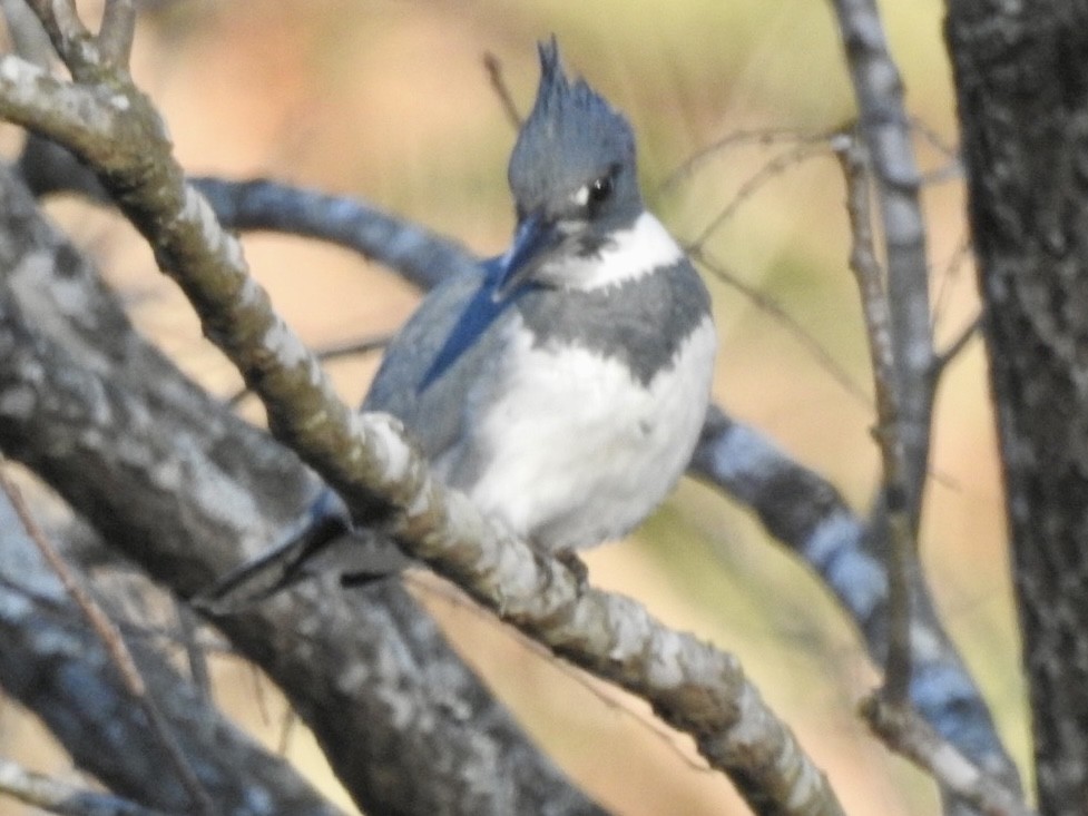 Belted Kingfisher - ML530043691