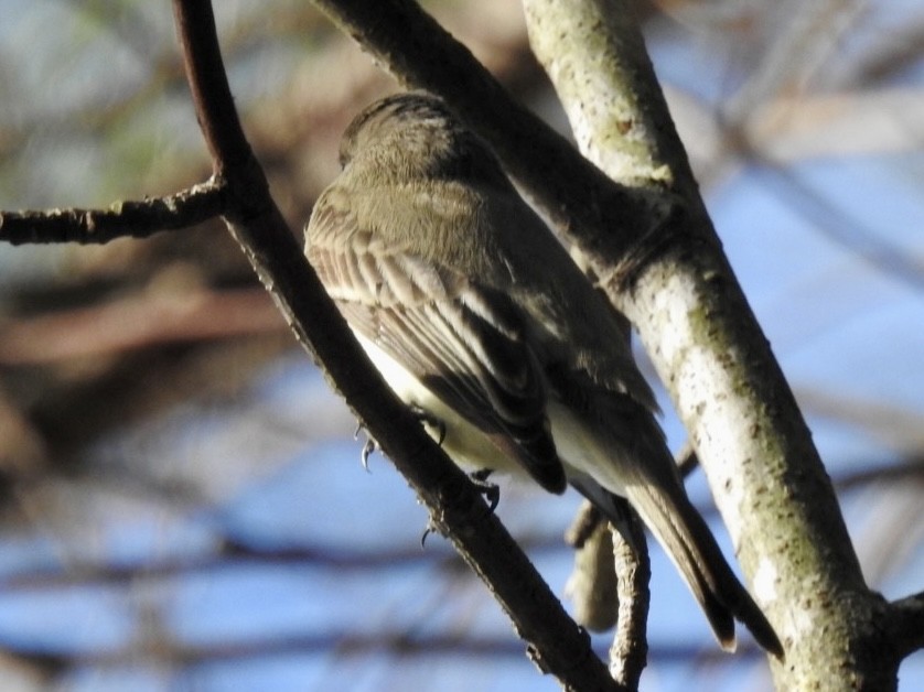 Eastern Phoebe - ML530043801