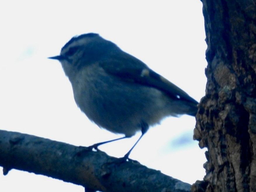 Golden-crowned Kinglet - ML530043881