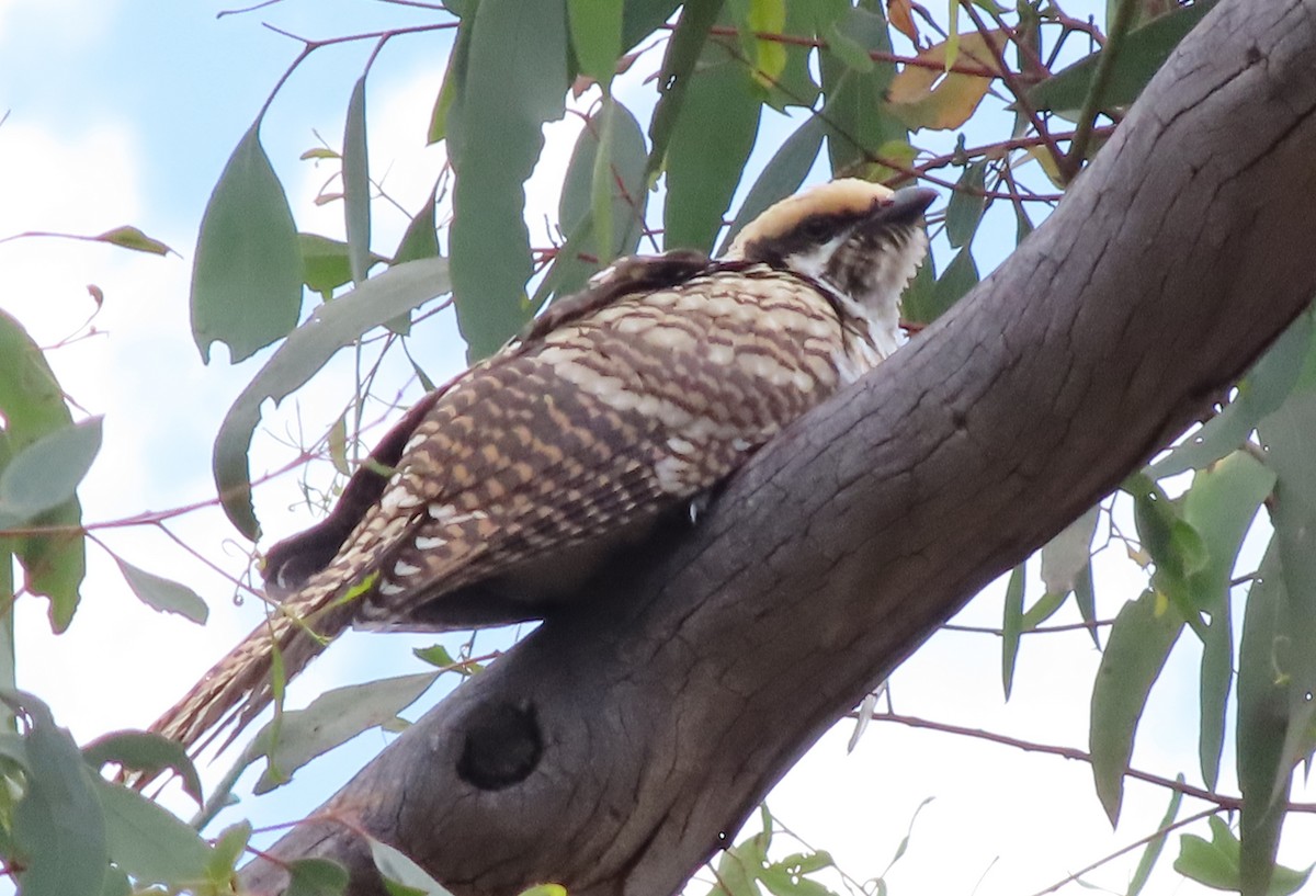 Pacific Koel - ML530044101