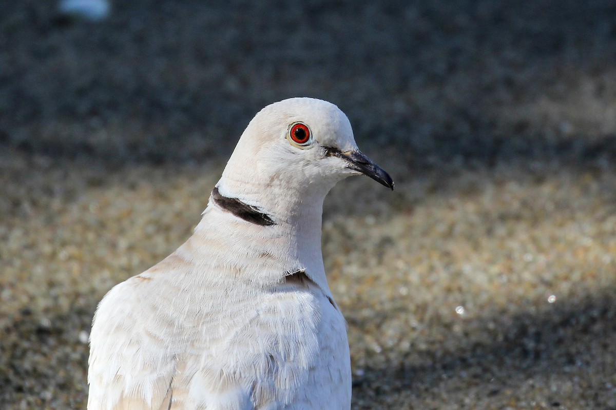 African Collared-Dove - ML530044541