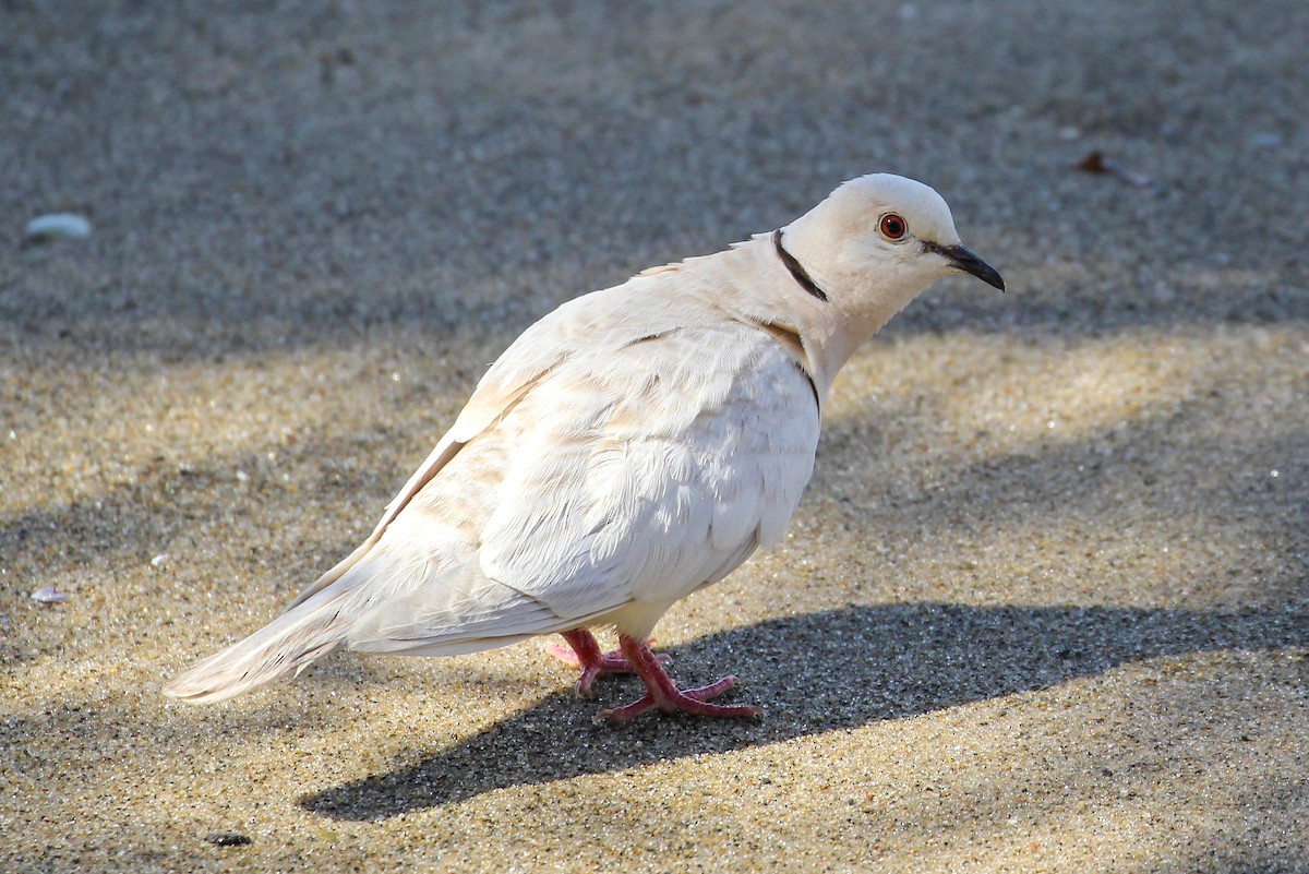 African Collared-Dove - ML530044551