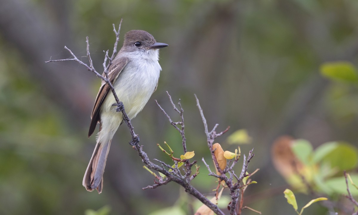 La Sagra's Flycatcher - ML530044751