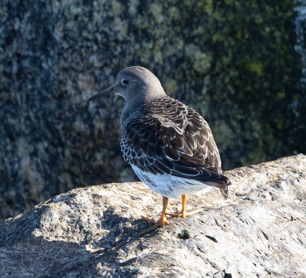 Purple Sandpiper - ML530044871