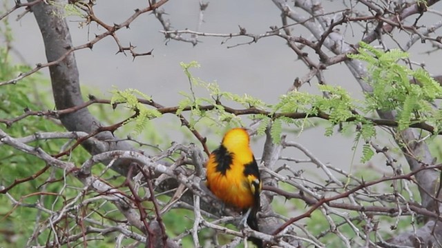 Venezuelan Troupial - ML530045711