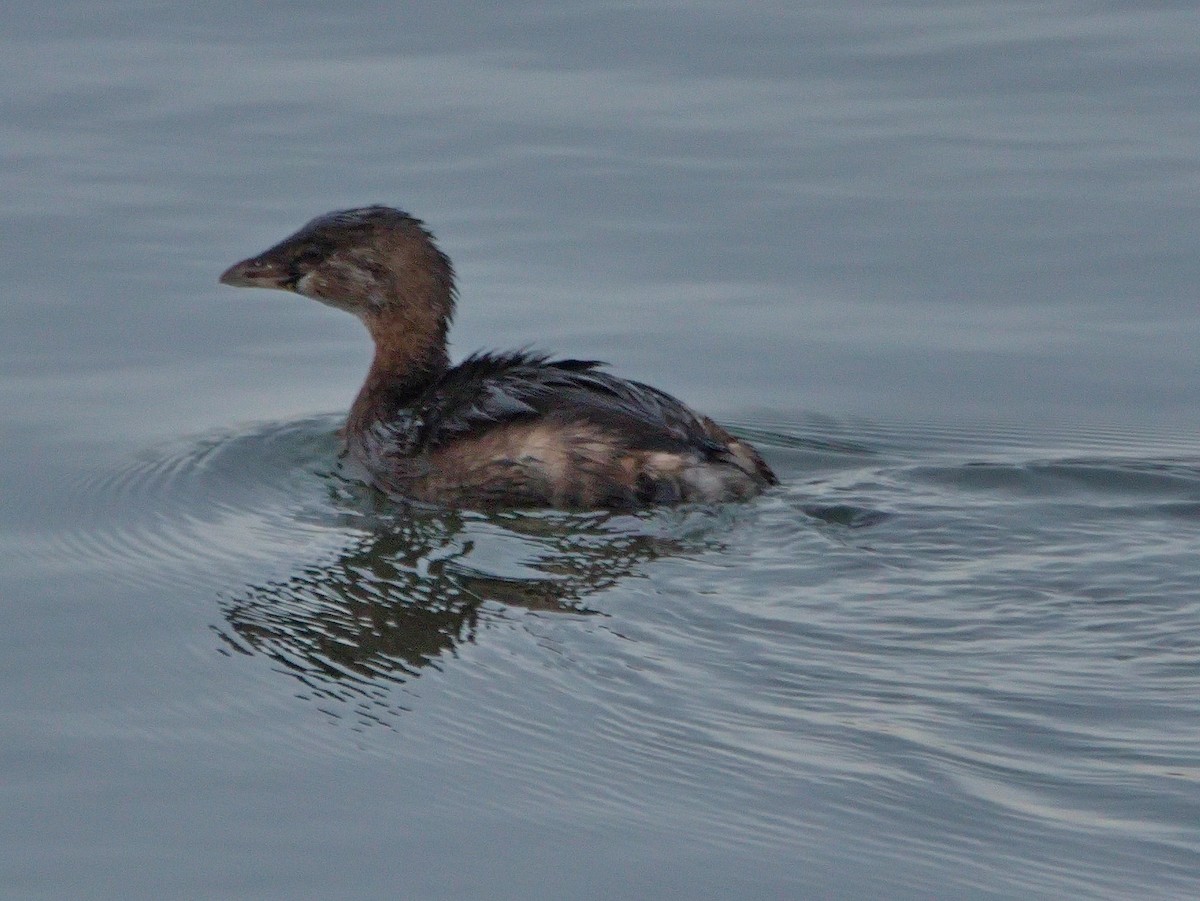 Pied-billed Grebe - ML530046741