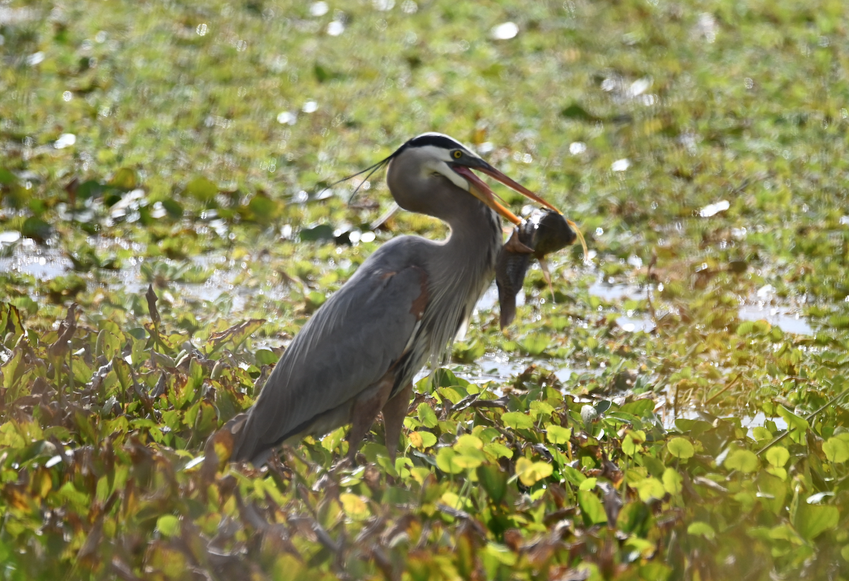 Great Blue Heron - Heather Buttonow