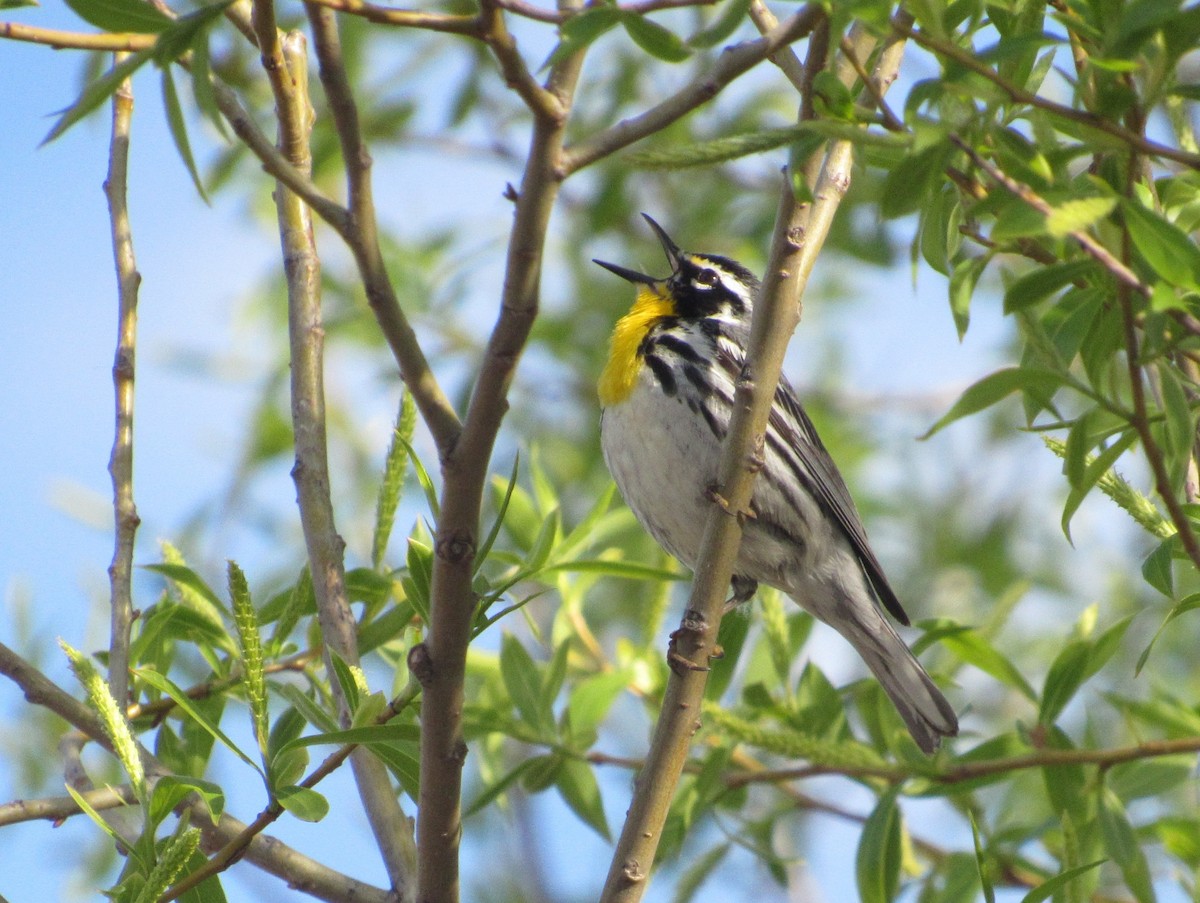 Yellow-throated Warbler - Tate Putman