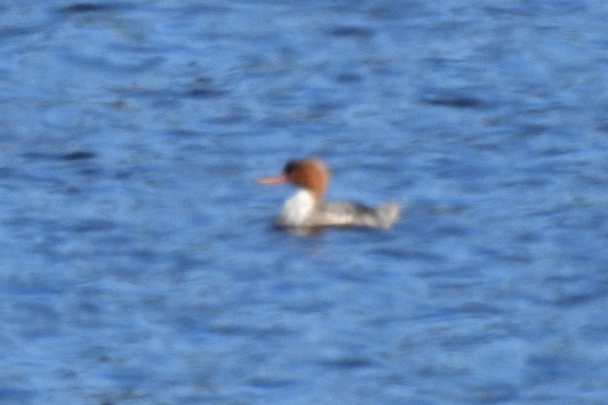 Red-breasted Merganser - ML530048341