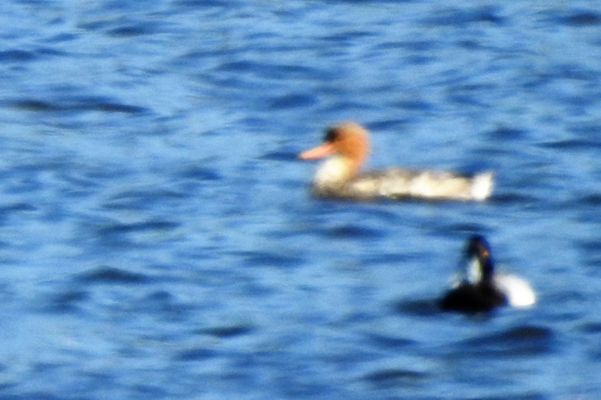 Red-breasted Merganser - ML530048351