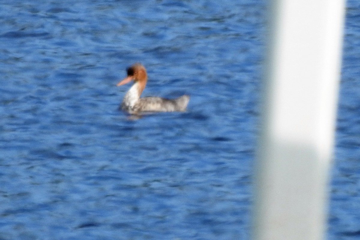 Red-breasted Merganser - ML530048361