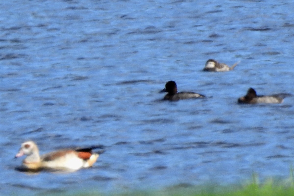 Ruddy Duck - ML530048551