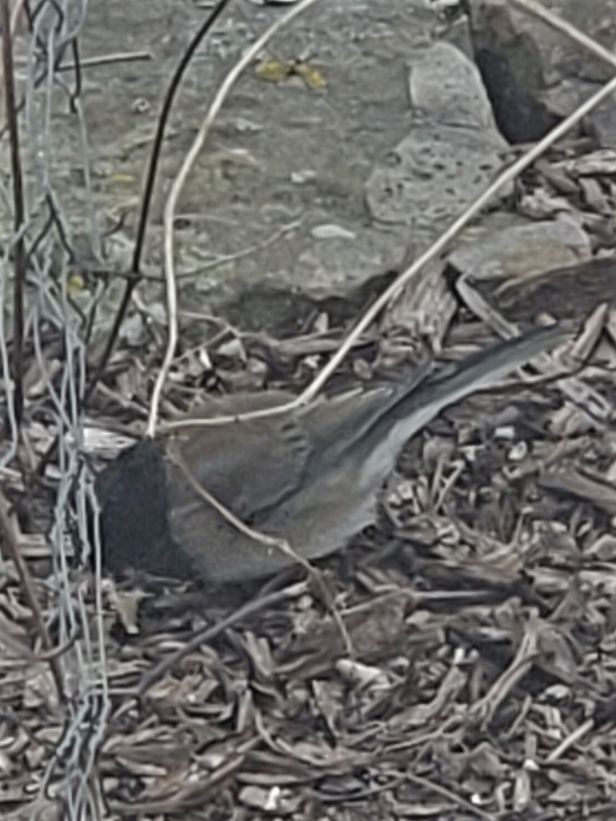 Dark-eyed Junco (Oregon) - ML530048591