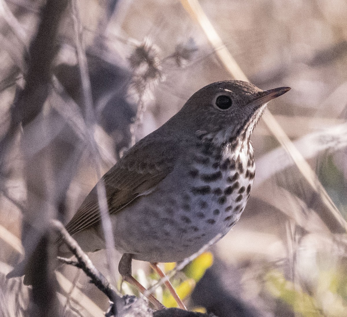 Hermit Thrush - ML530050131