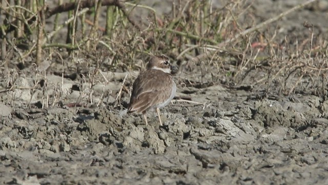 Wilson's Plover - ML530050301