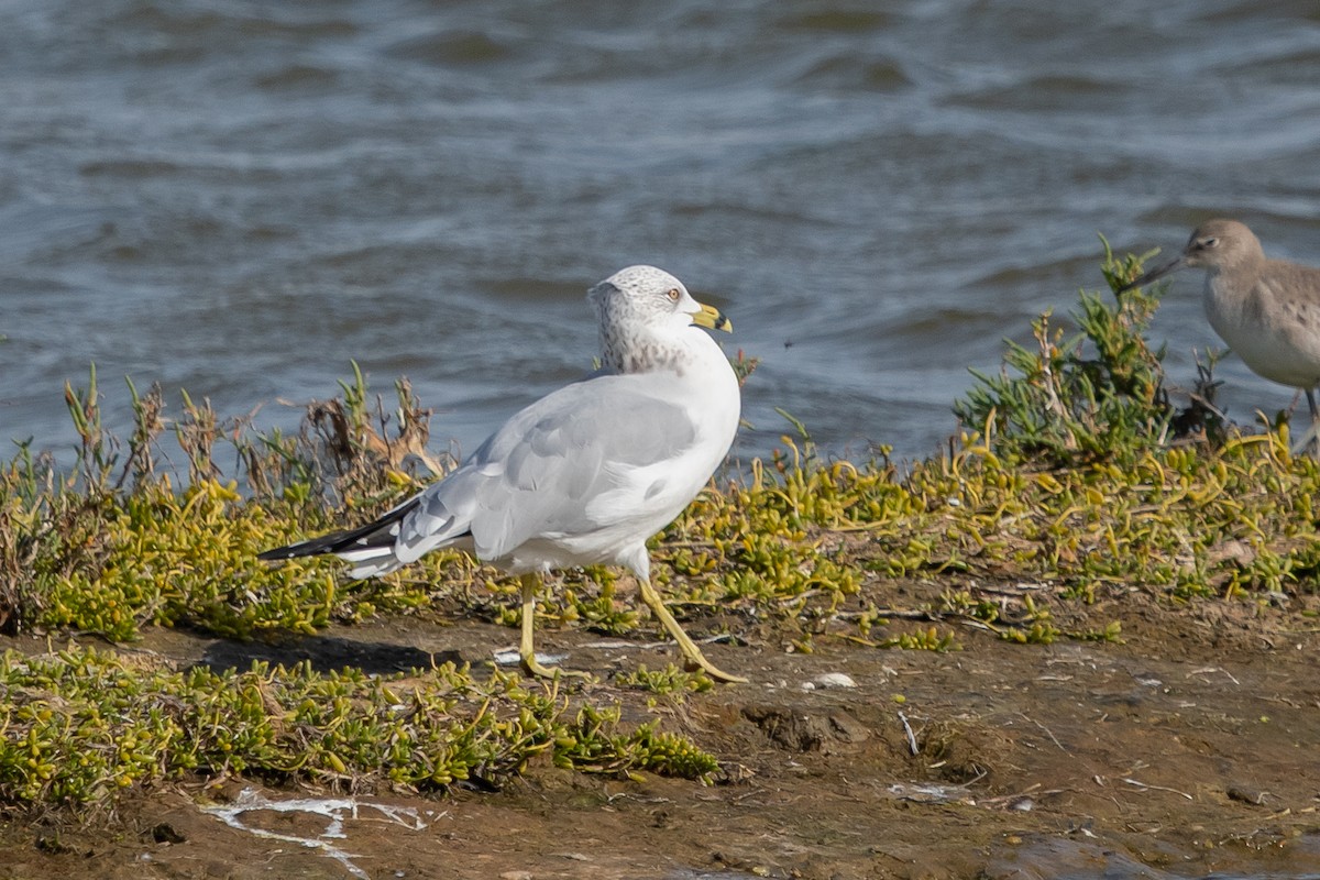 Ring-billed Gull - ML530050451