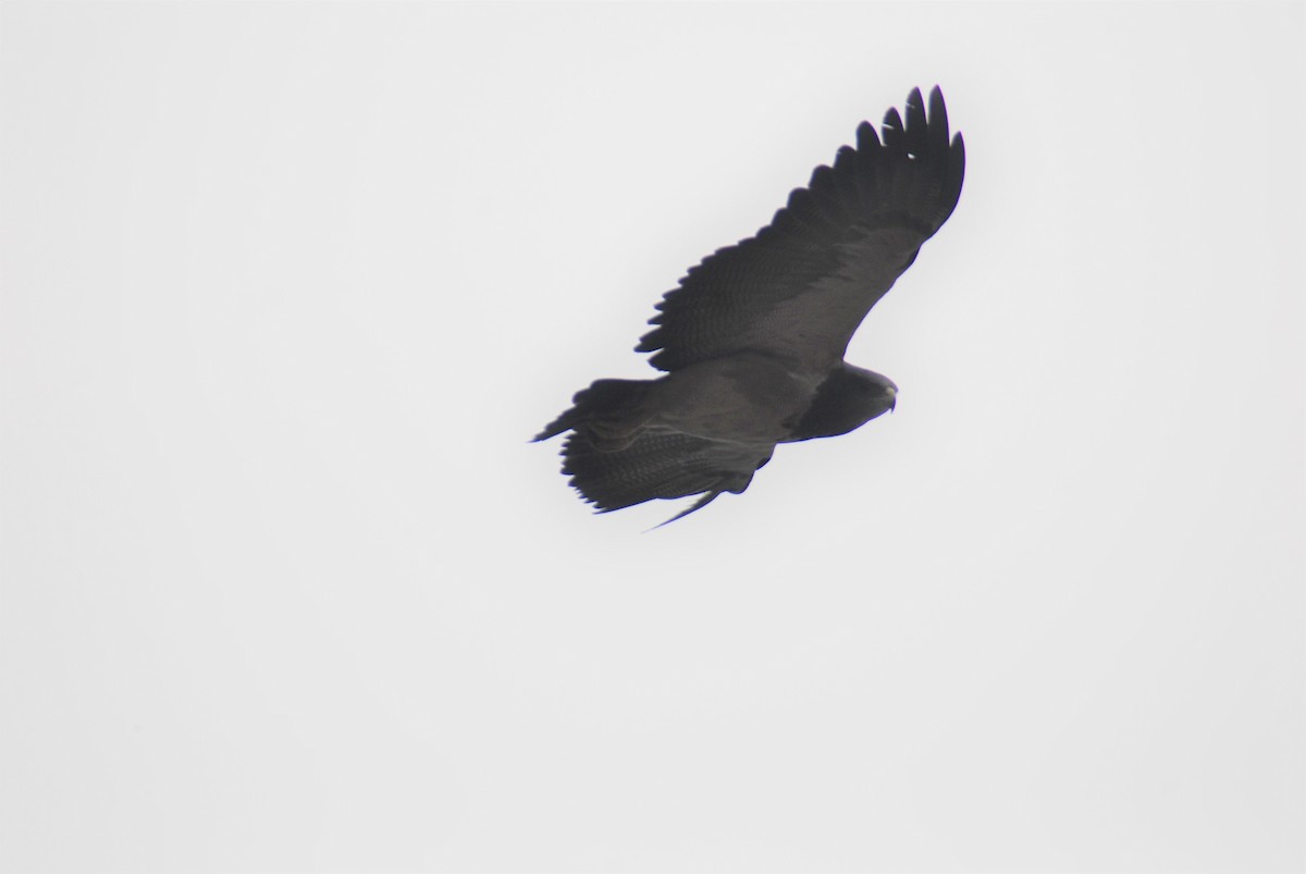 Black-chested Buzzard-Eagle - ML530051761