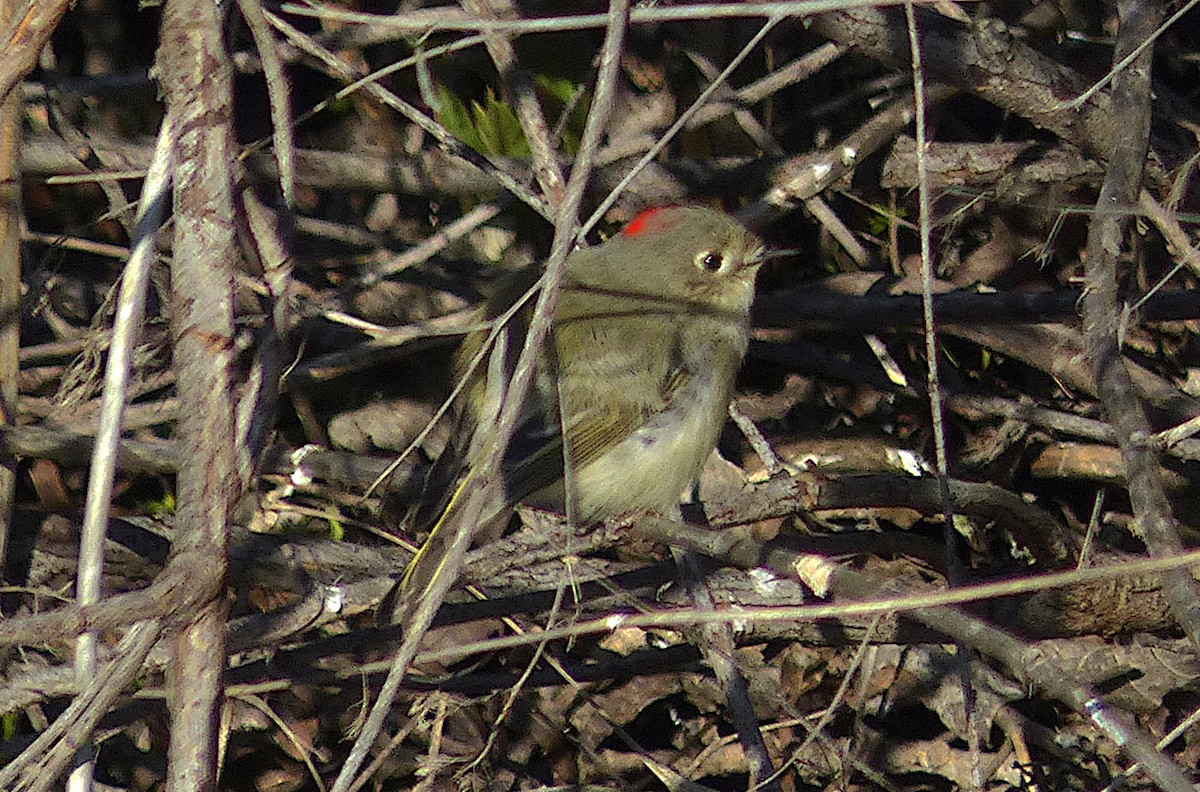 Ruby-crowned Kinglet - D Krajnovich