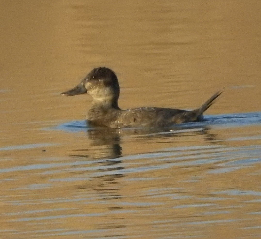 Ruddy Duck - ML530052771