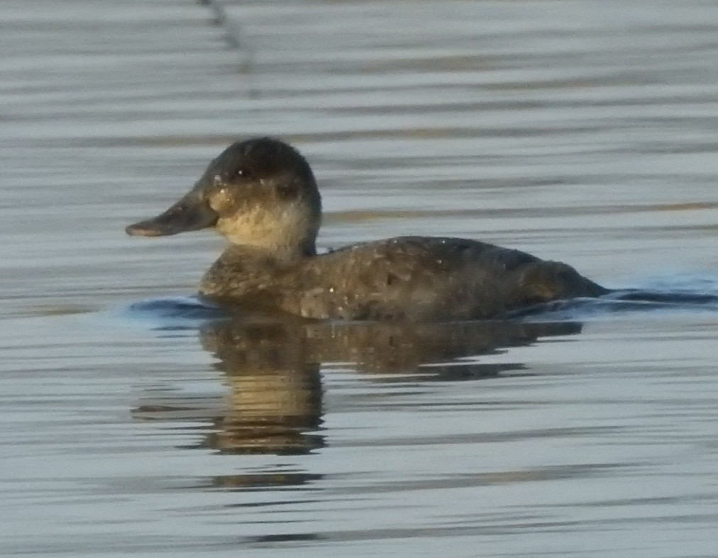 Ruddy Duck - ML530052821