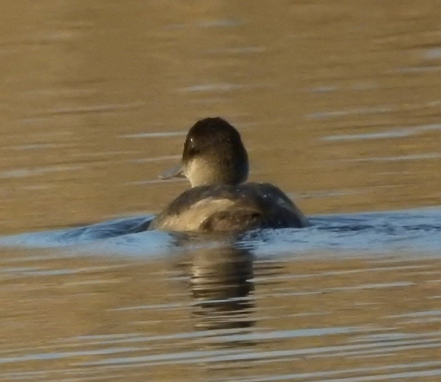 Ruddy Duck - ML530052951