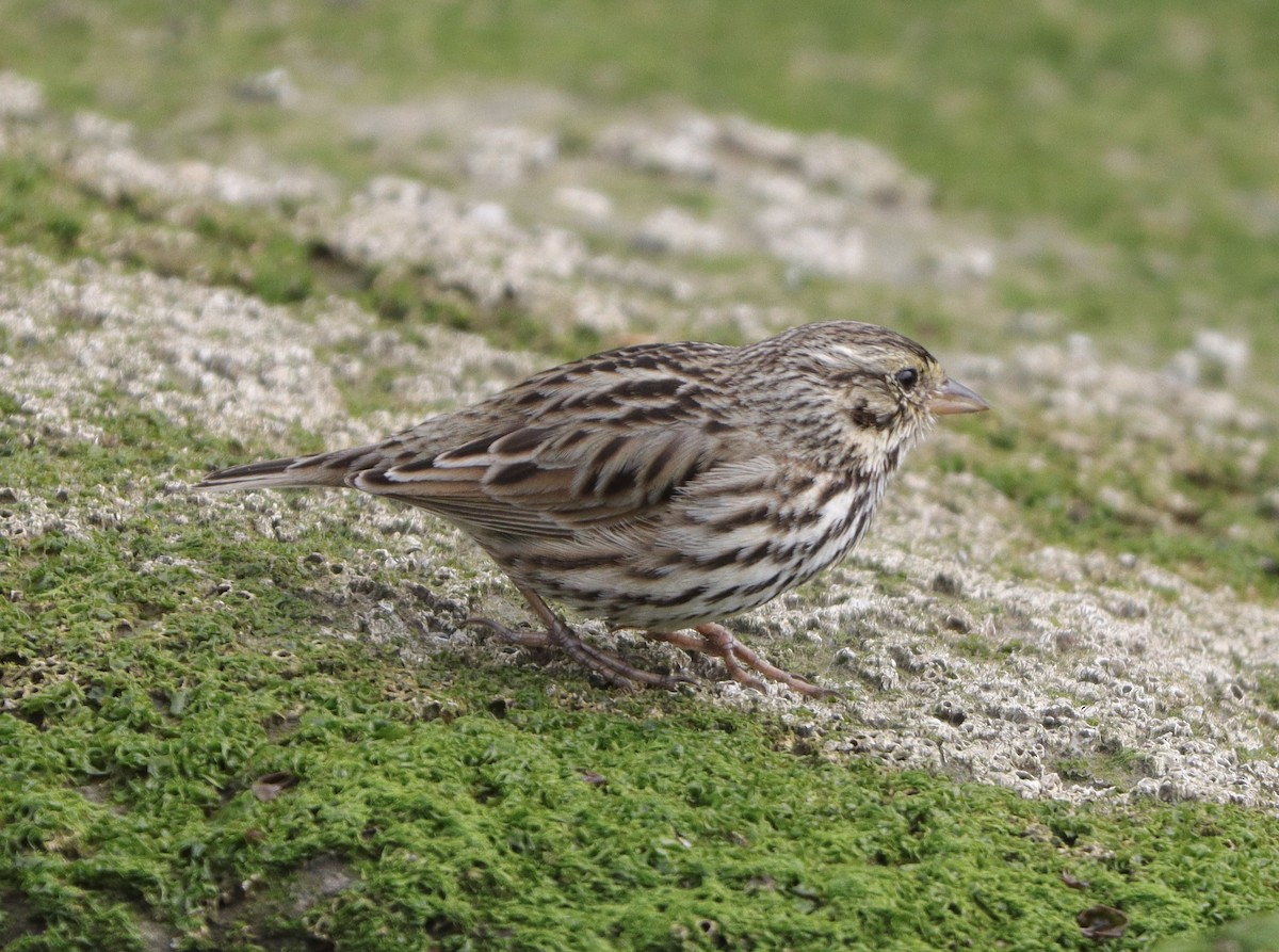 Savannah Sparrow (Belding's) - ML530052971