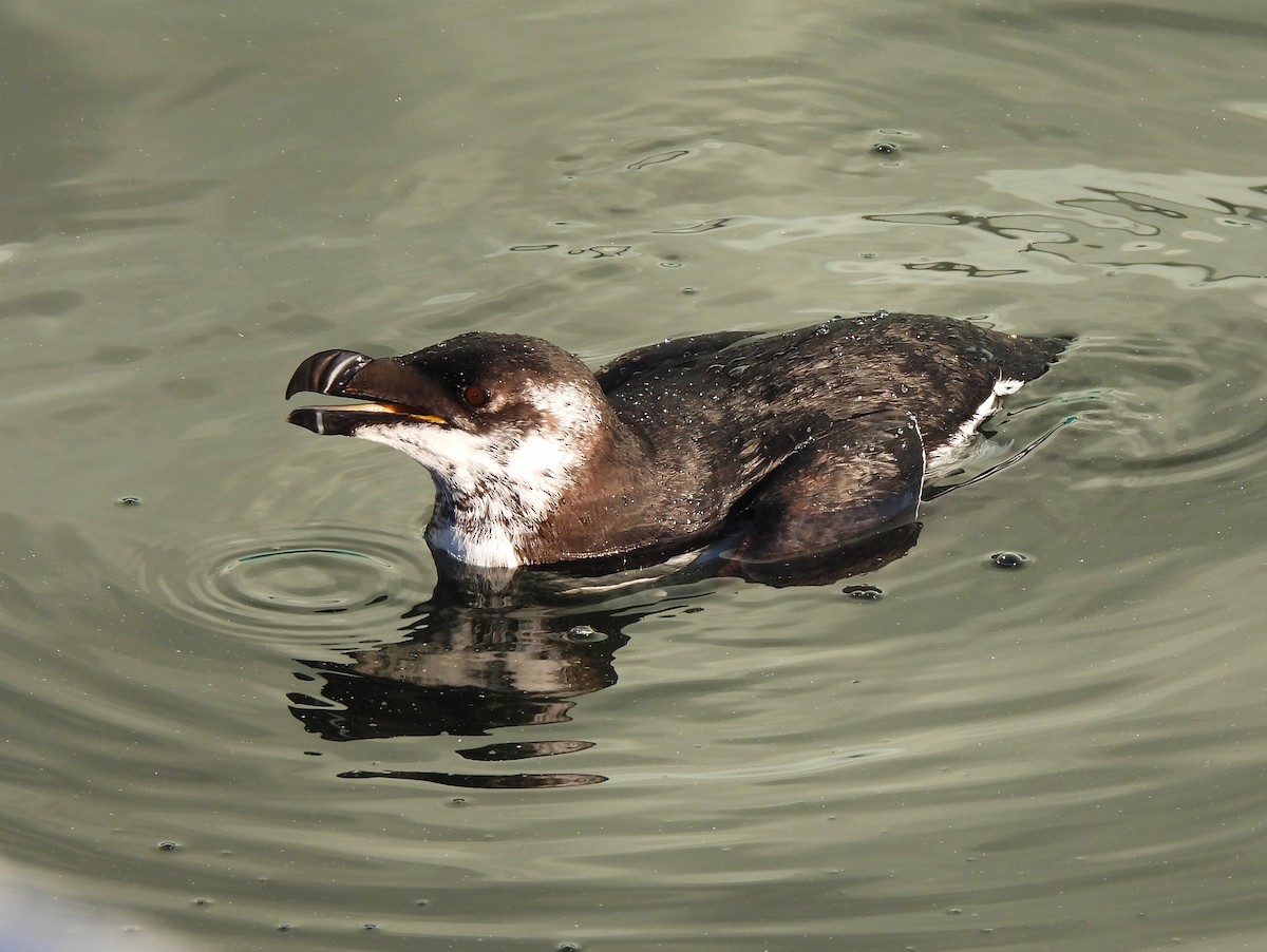 Razorbill - Jennifer Wilson-Pines