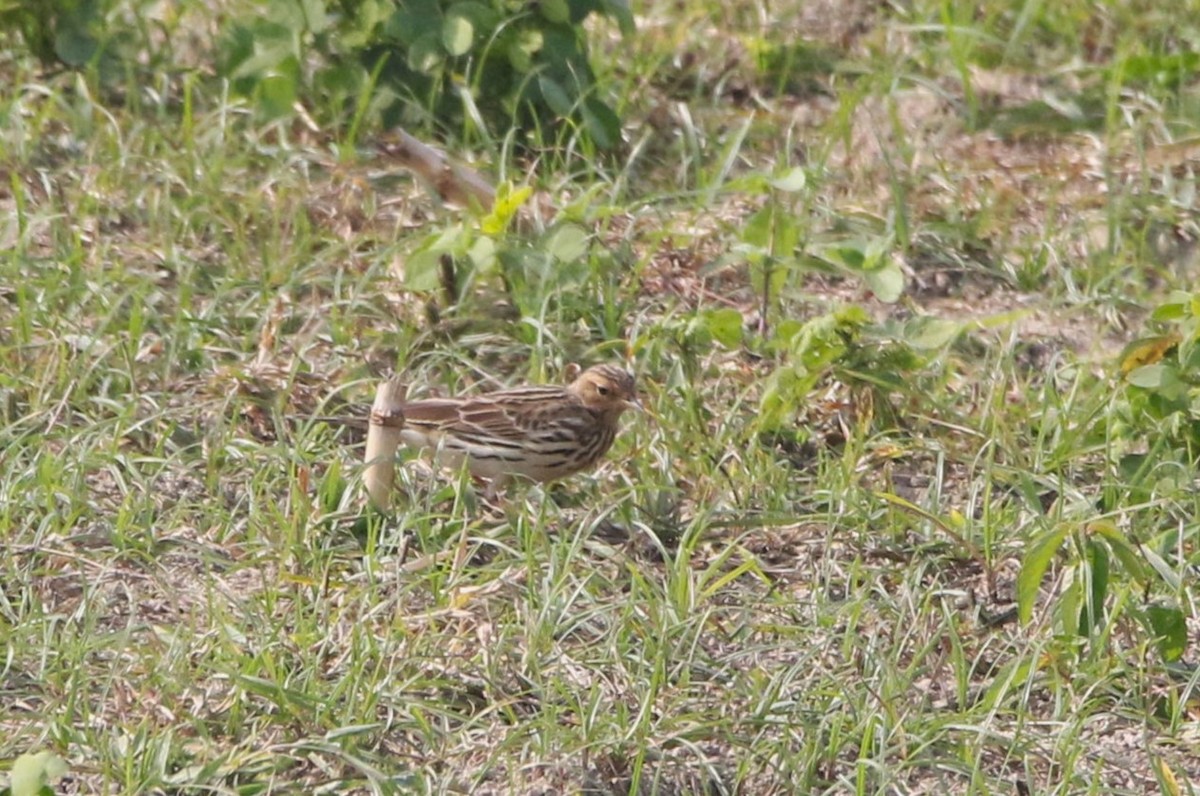 Txirta lepagorria - ML530054941