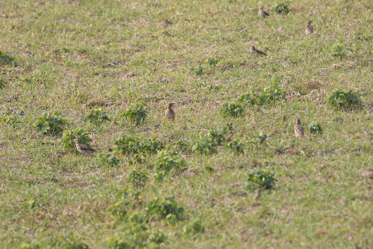 Red-throated Pipit - Daniel Terrington