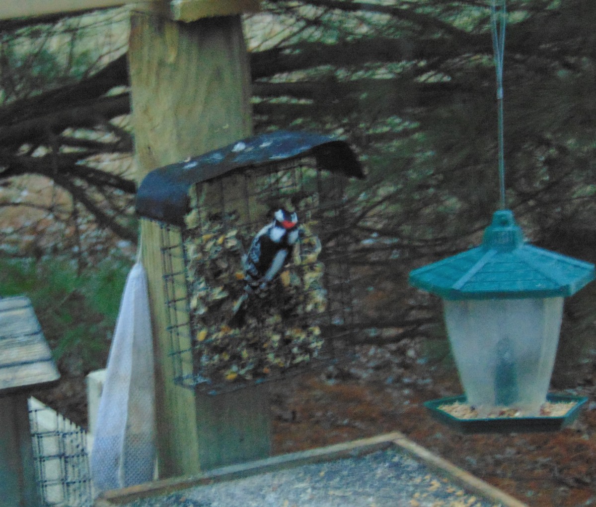 Downy Woodpecker - Mike Berry