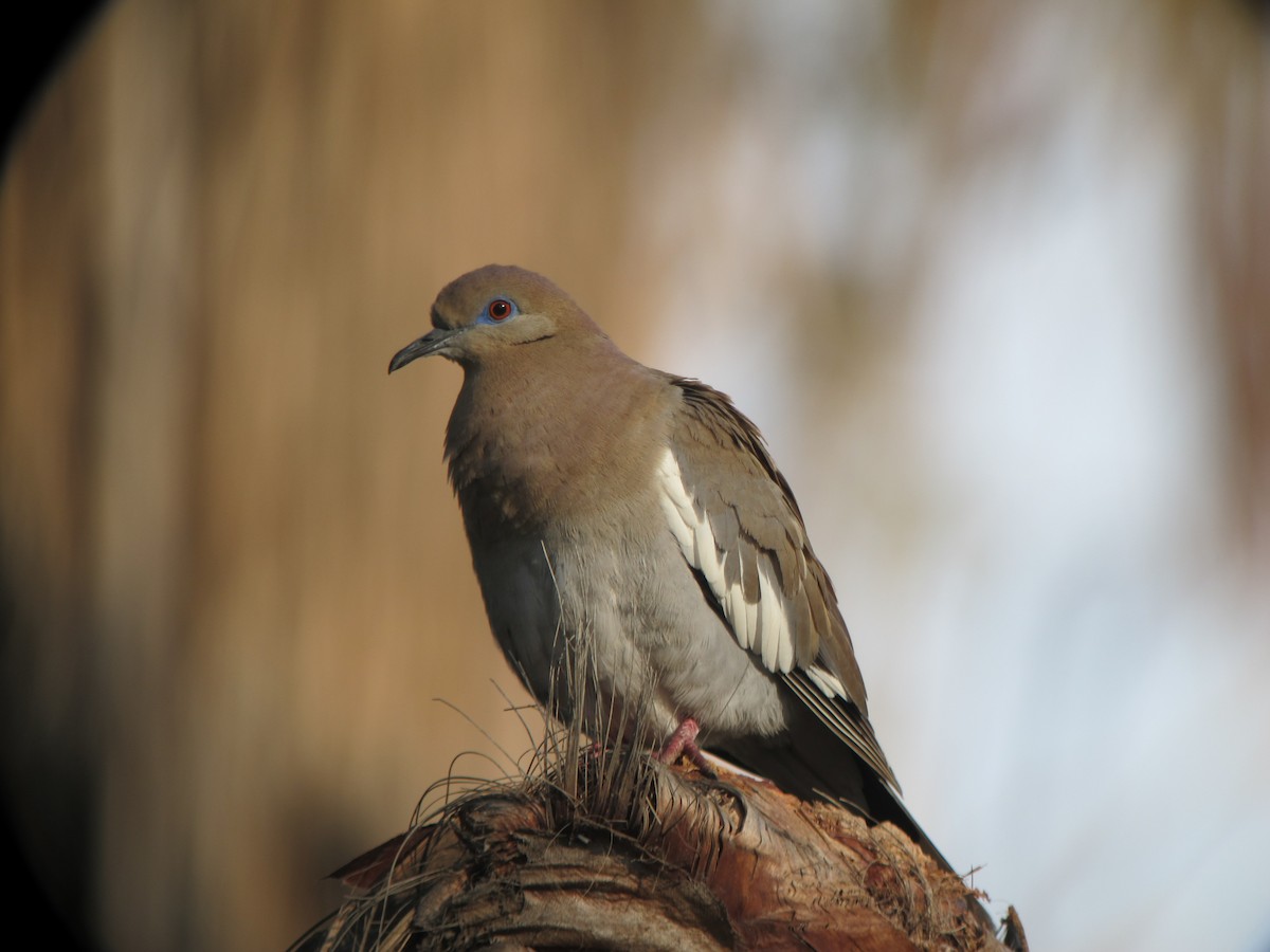 White-winged Dove - ML530055471