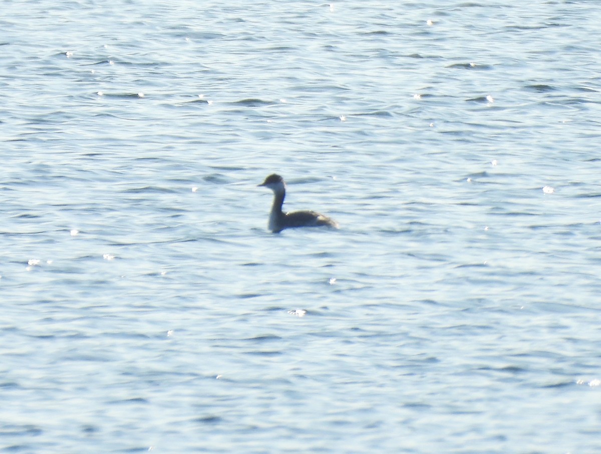 Horned Grebe - ML530055811