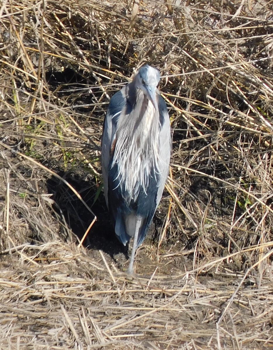 Garza Azulada - ML530056351