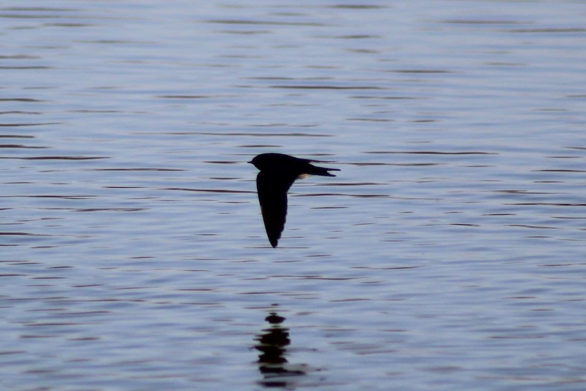 Barn Swallow - ML530056391