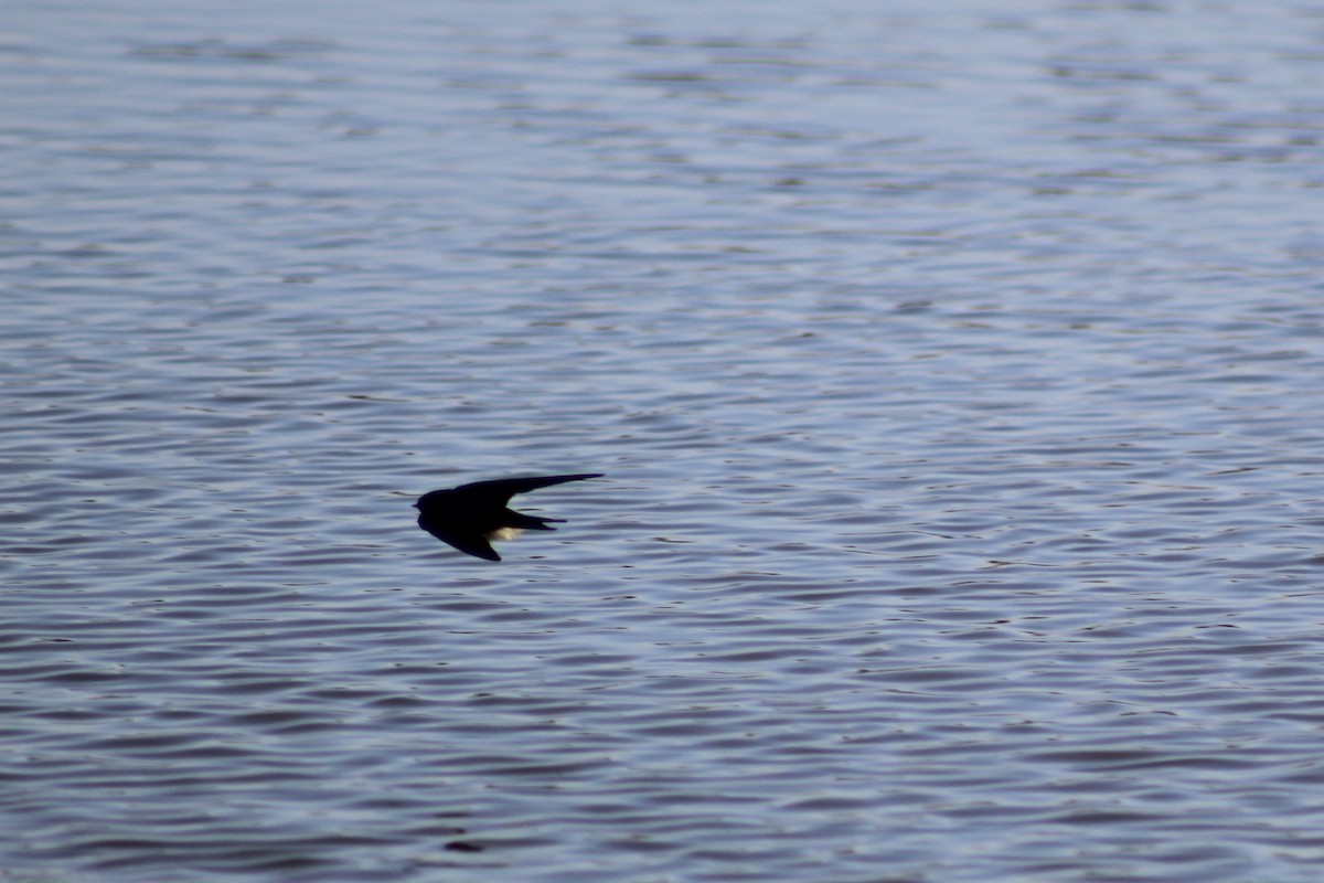 Golondrina Común - ML530056401