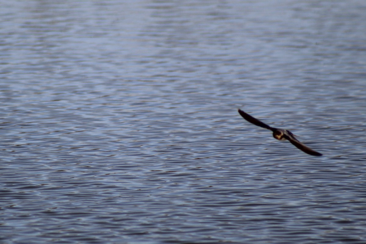 Golondrina Común - ML530056411