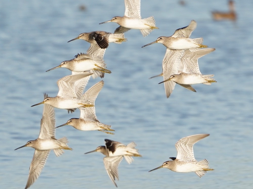 Long-billed Dowitcher - ML530056621