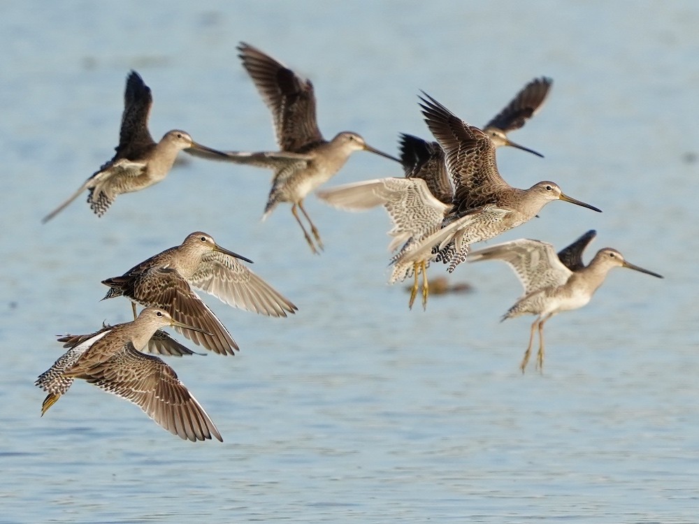 Long-billed Dowitcher - ML530056631