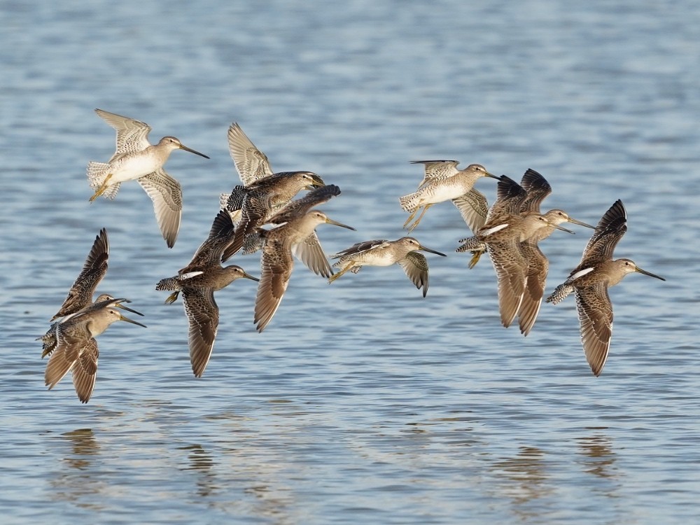 Long-billed Dowitcher - ML530056641