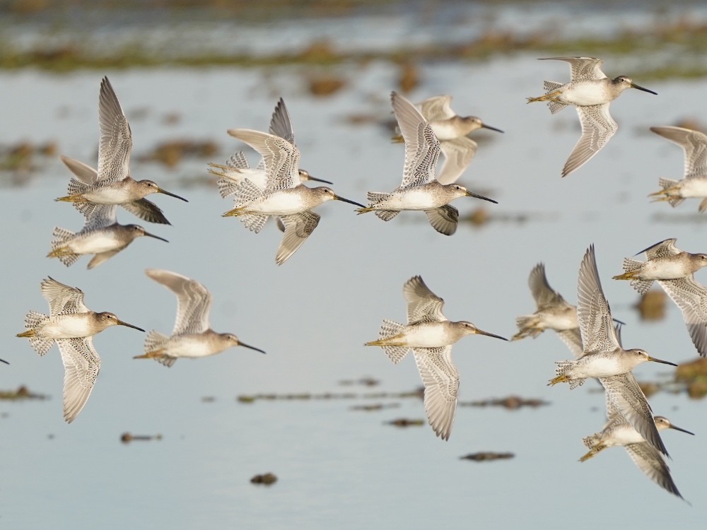 Long-billed Dowitcher - ML530056651