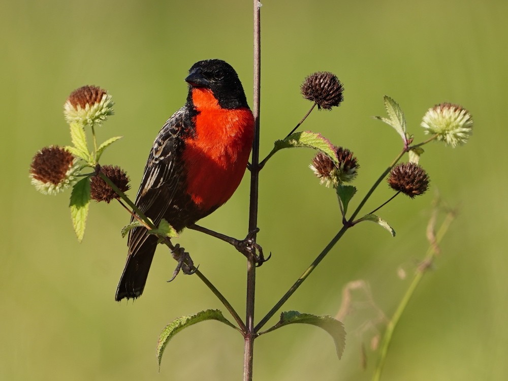 Red-breasted Meadowlark - ML530057401