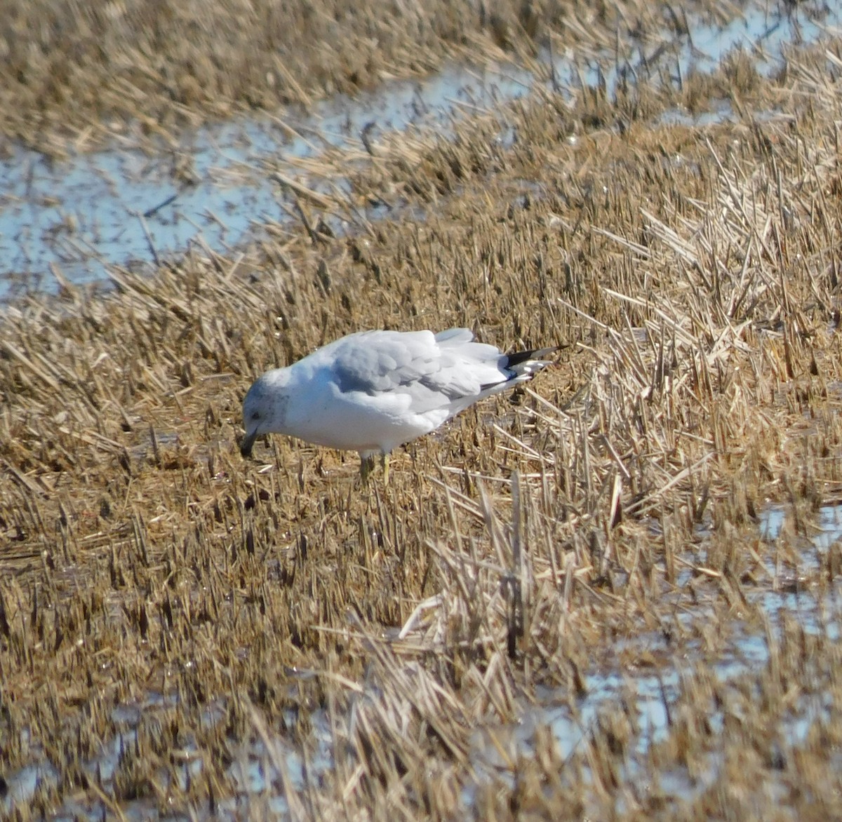 Ring-billed Gull - ML530057691