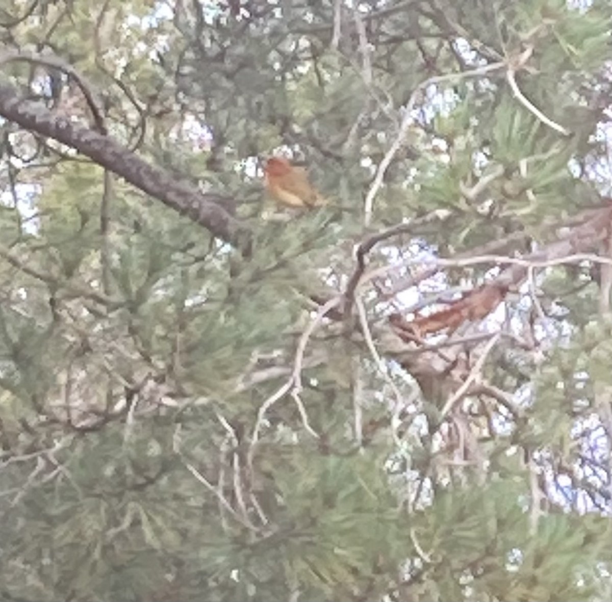 Summer Tanager - ML530057731